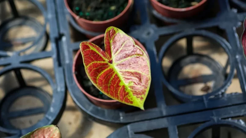 Close up of a young Caladium