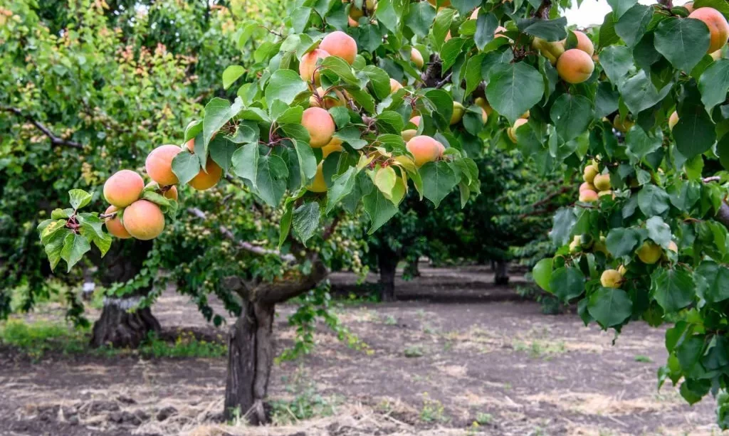 Close-up of ripening Blenheim apricots (Prunus armeniaca) on fruit tree