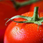 Close up shot of a fresh tomato with water droplets