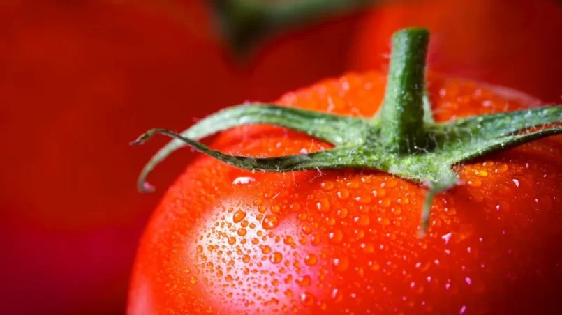 Close up shot of a fresh tomato with water droplets