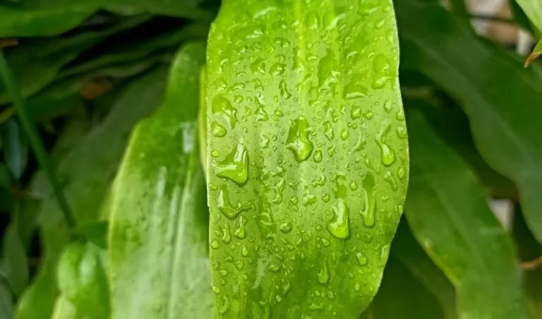 Close up view of mass cane plant