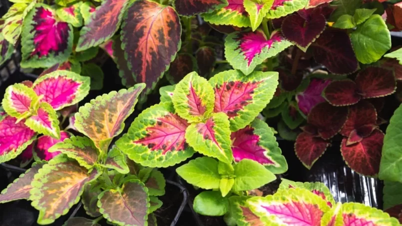 Coleus scutellarioides