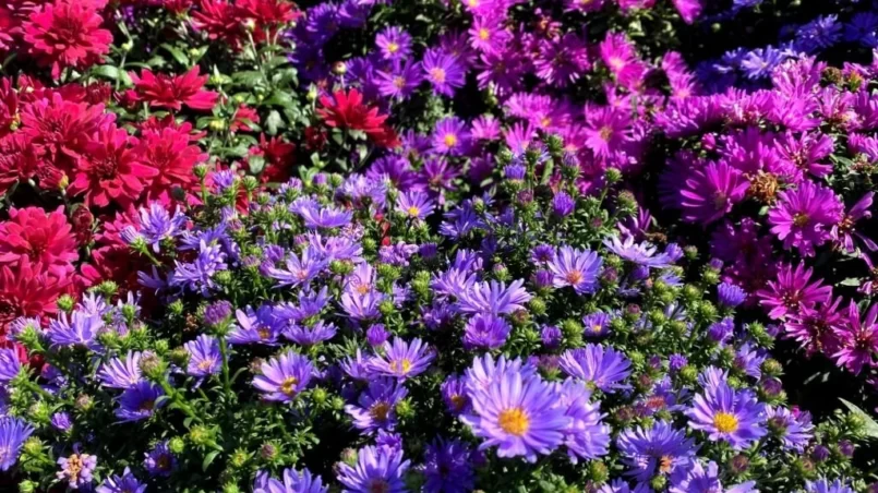 Colorful Mums (Chrysanthemums)