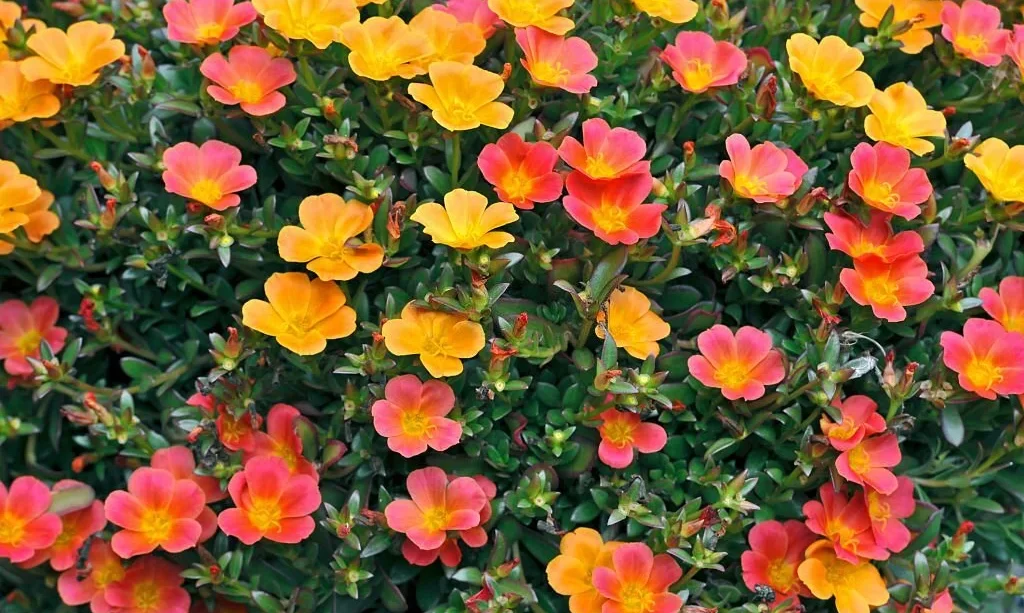 Colorful Purslane portulaca flowers