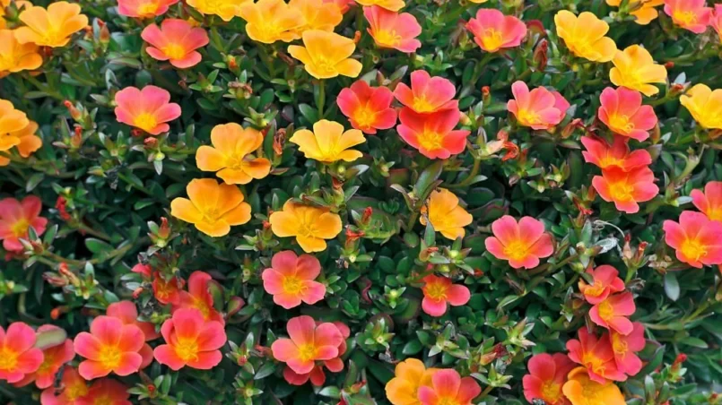 Colorful Purslane portulaca flowers