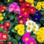 Colourful Primrose