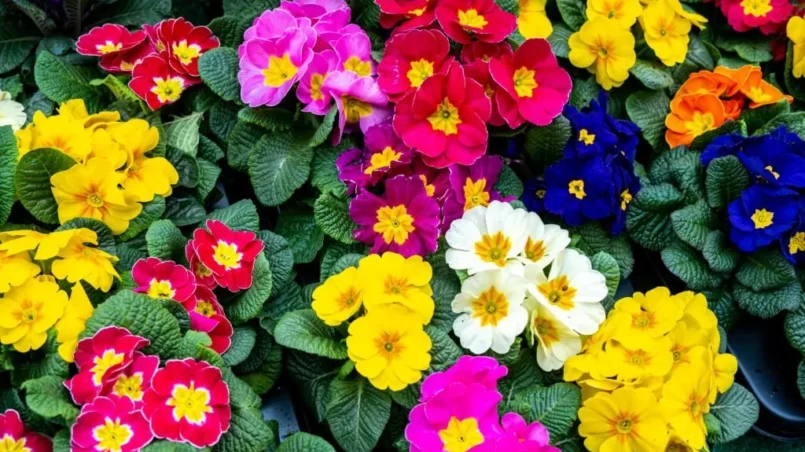 Colourful Primrose