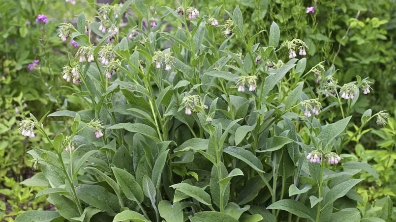 Comfrey plant