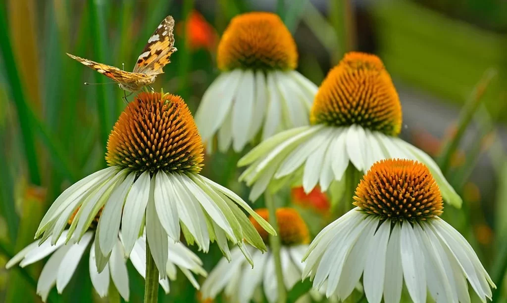 Coneflowers with butterfly