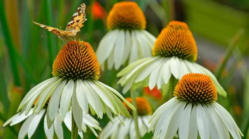 Coneflowers with butterfly