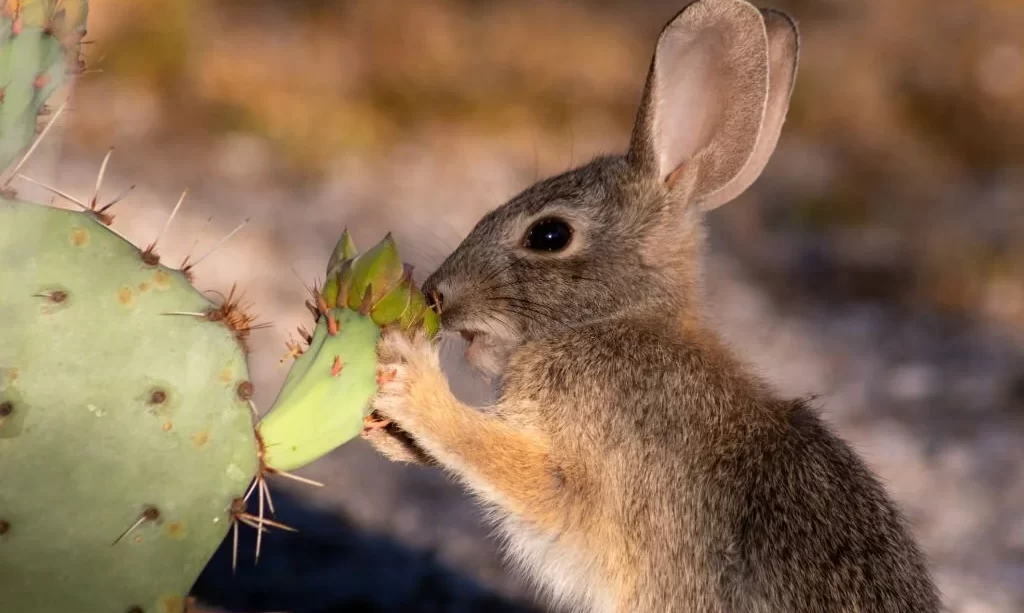 Cottontail Rabbit Eating a Prickly Pear Cactus