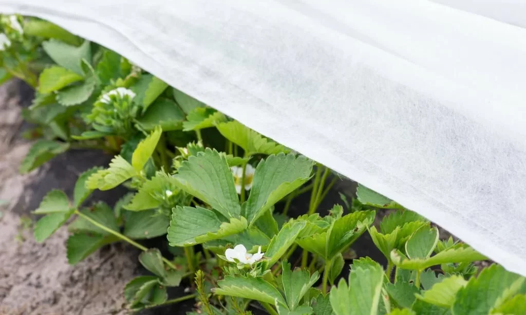 Covering blooming strawberry with white agrofiber to protect plants and flowers from late spring frost