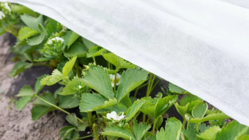 Covering blooming strawberry with white agrofiber to protect plants and flowers from late spring frost