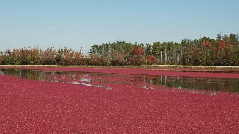 Cranberry harvest