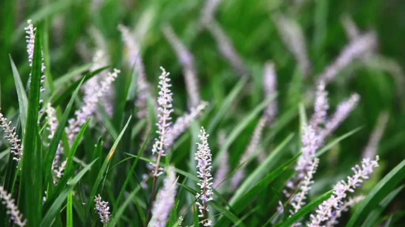 Creeping Liriope (Liriope Muscari) flowers and buds