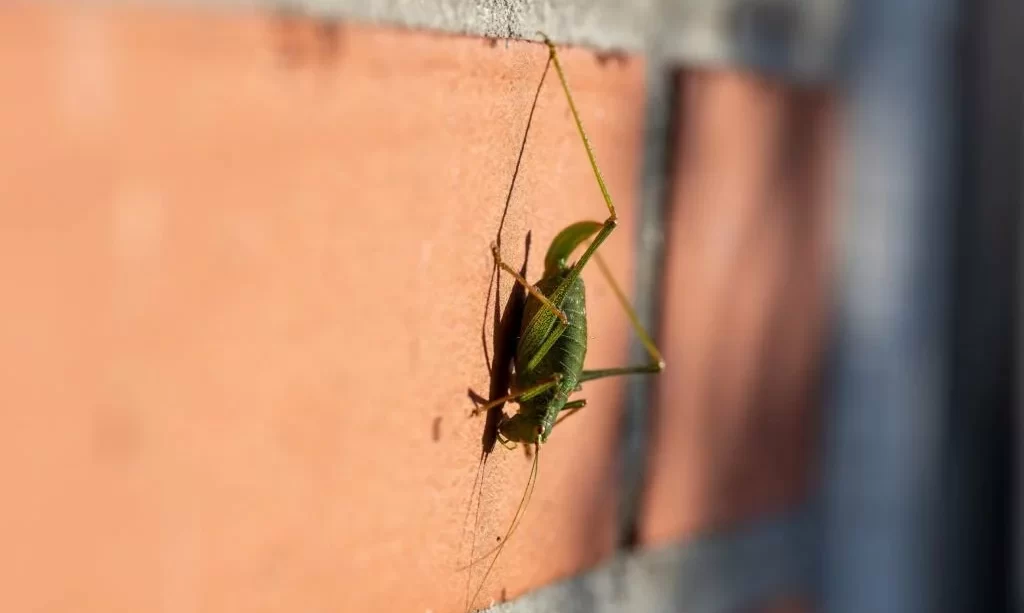 Cricket climbing a wall