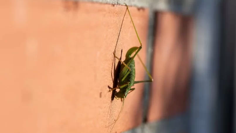 Cricket climbing a wall