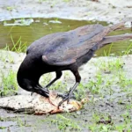 Crow eating fish