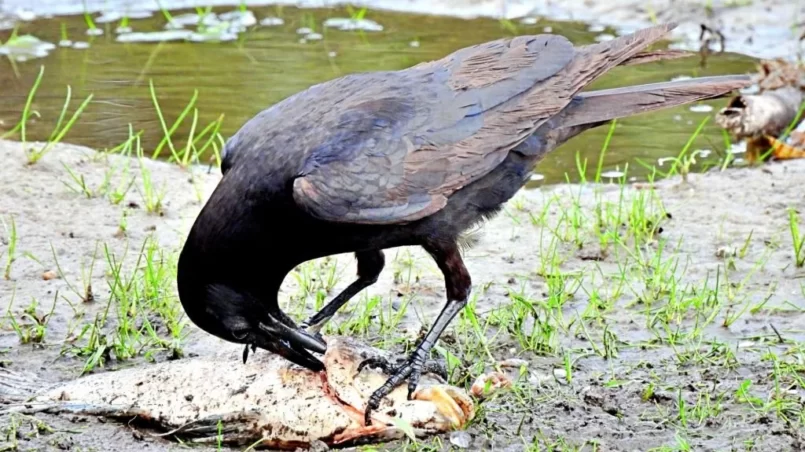 Crow eating fish