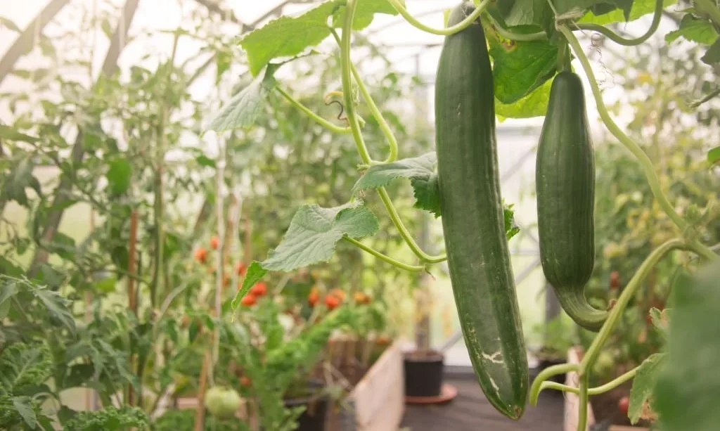 Cucumbers in greenhouse