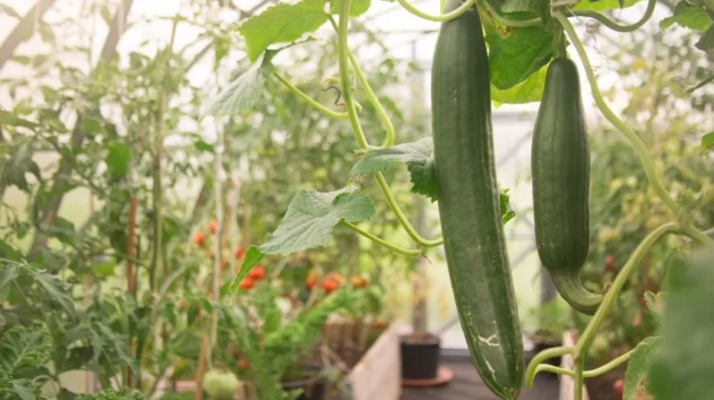 Cucumbers in greenhouse