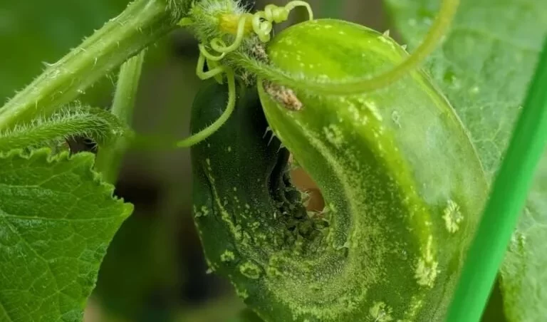 Curled Cucumber Growing on the Vine