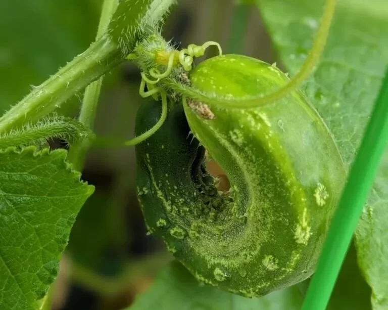 Curled Cucumber Growing on the Vine
