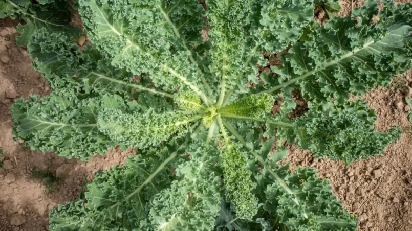 Curly Kale in the garden