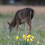 Daffodils and grazing deer in background