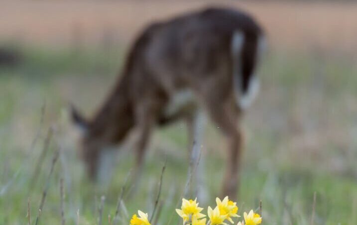 Daffodils and grazing deer in background