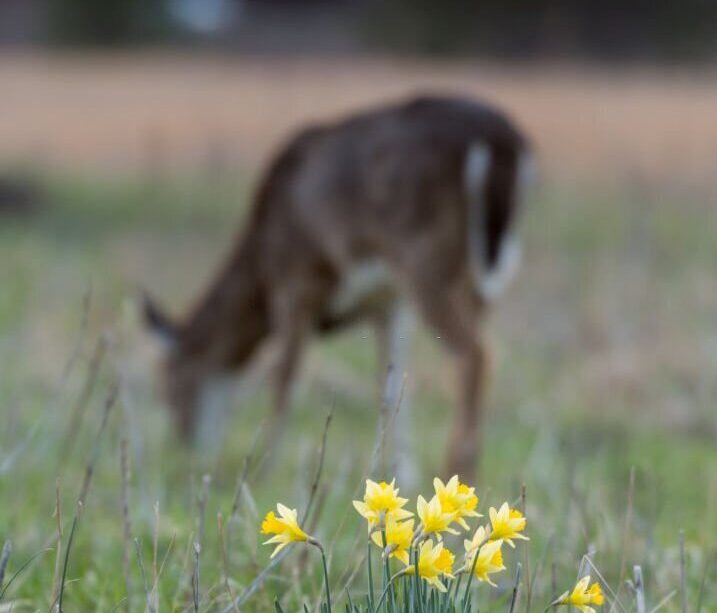 Daffodils and grazing deer in background