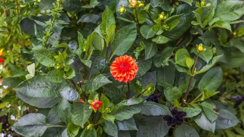 Dahlia pinnata flower with leaves