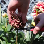 Deadheading dahlia flowers