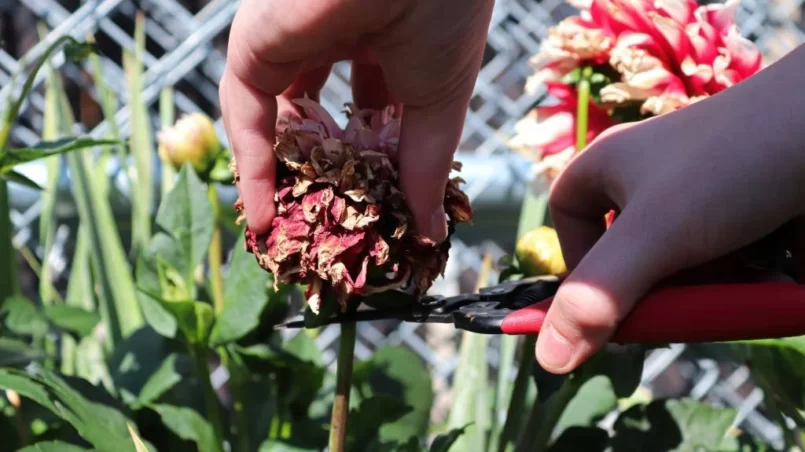 Deadheading dahlia flowers