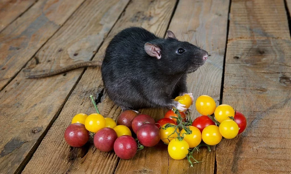 Decorative rat eating cherry tomatoes