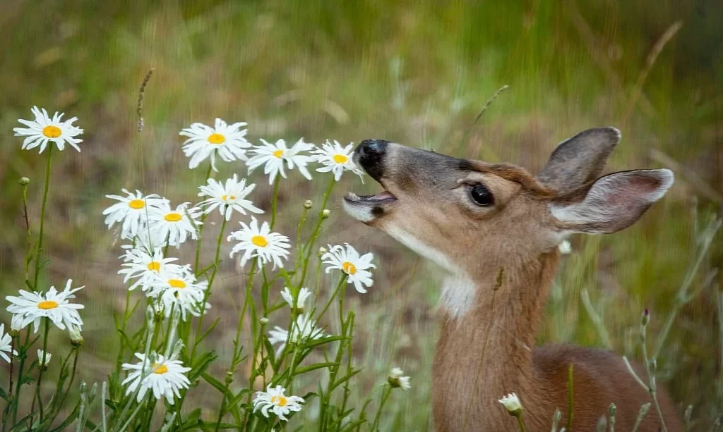 Deer Eating Shasta Daisies