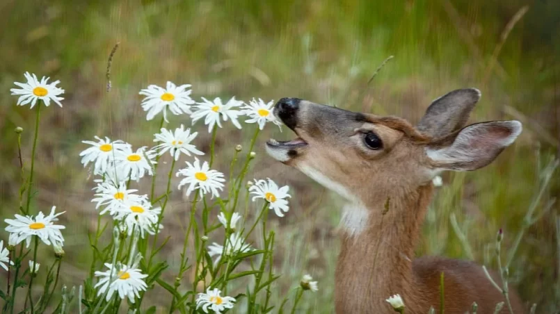 Deer Eating Shasta Daisies