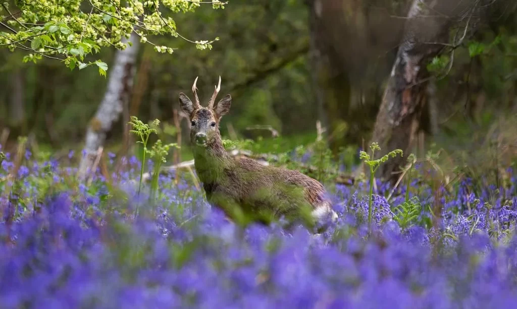 Deer ambling through the bluebells