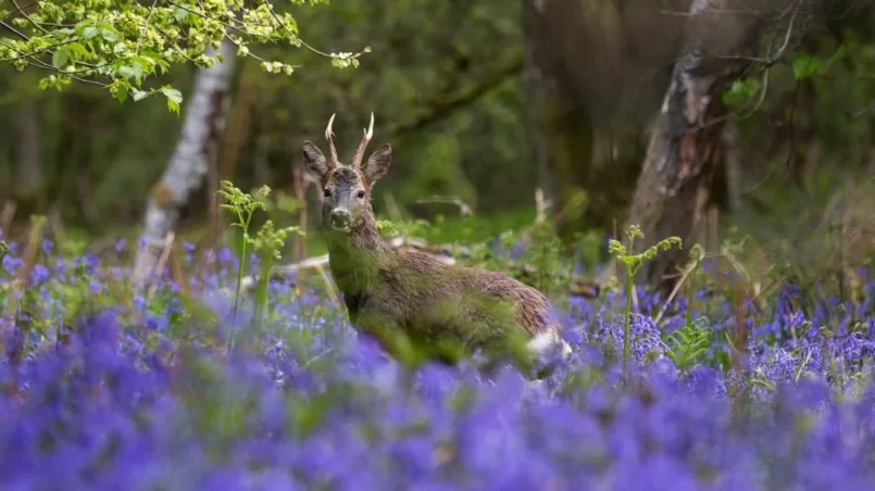 Deer ambling through the bluebells