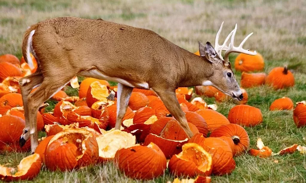 Deer and the pumpkins