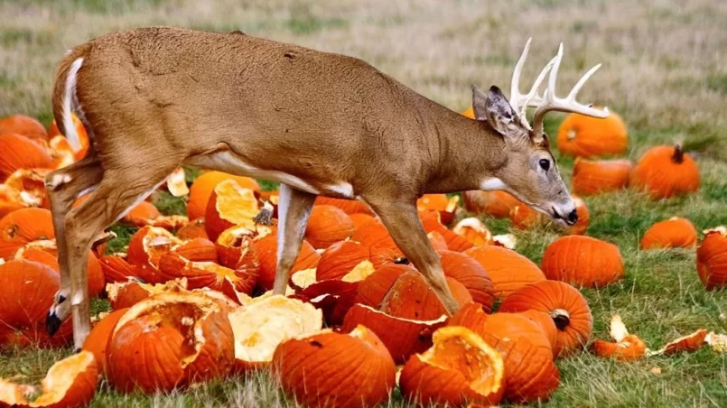 Deer and the pumpkins