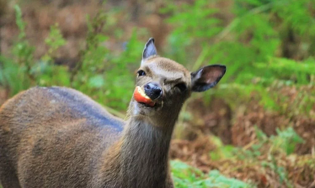 Deer eating an orange