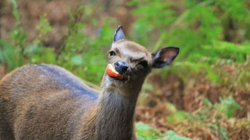 Deer eating an orange