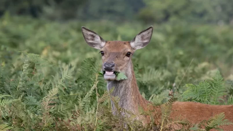 Deer eating fern