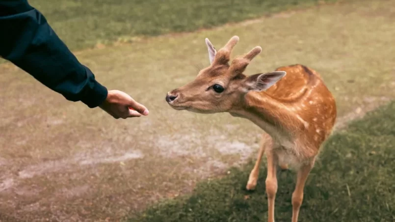 Deer eating food from hand