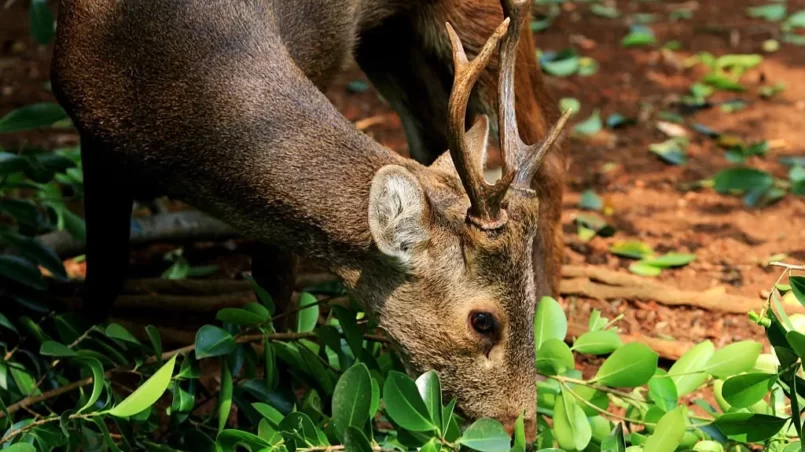 Deer eating leaves