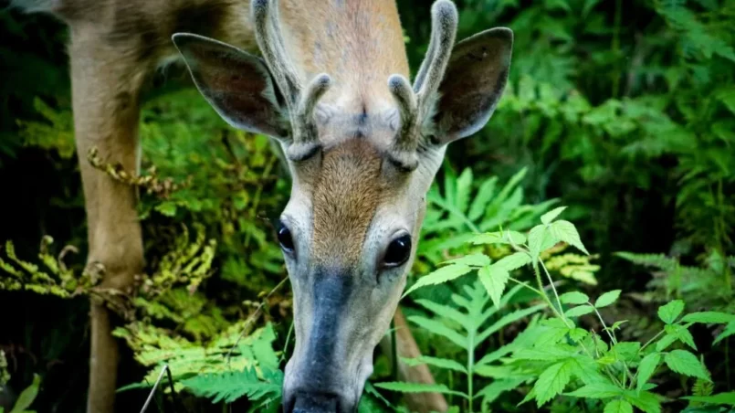 Deer eating plants