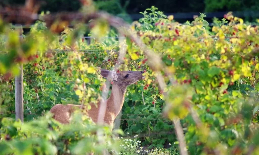 Deer eating raspberries