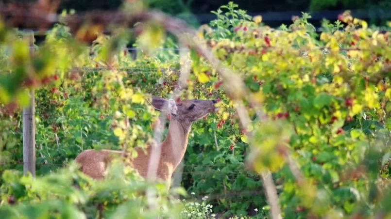 Deer eating raspberries