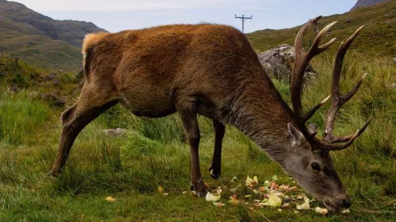 Deer eating vegetables from the ground